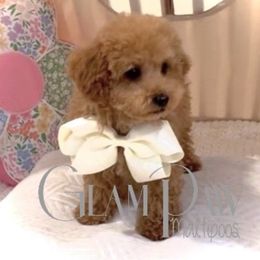 Toffee (Toy Poodle) - male Maltipoo puppy in Spring, Texas from GlamPaw Maltipoos