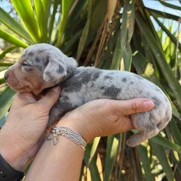 Puppy 1 - Blue and tan male Dachshund puppy in Riverside, California from Saddle Up Dachshunds