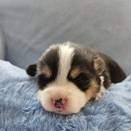 Boy 4 - Black and tan male Pembroke Welsh Corgi puppy in Lilburn, Georgia from Wildflowercorgis