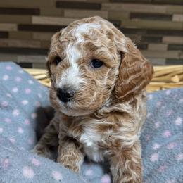Champ - Red  male Poodle puppy in Akeley, Minnesota from Blessed Acres Miniature Poodles