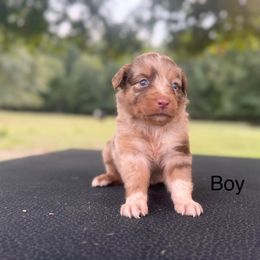 Snickers - Red merle male Australian Shepherd puppy in Big Sandy, Texas from Rocking S Ranch