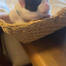 Bulldog Puppies from Sanford and Son Bulldogs