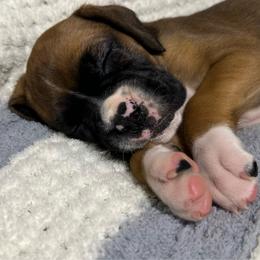 Daisy - Fawn female Boxer puppy in Sugar Land, Texas from House of Onyx Boxers