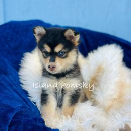Stella - Black and white female Pomsky puppy in Hawaii from Island Pomskies