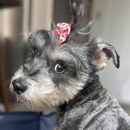 Lotte - Miniature Schnauzer