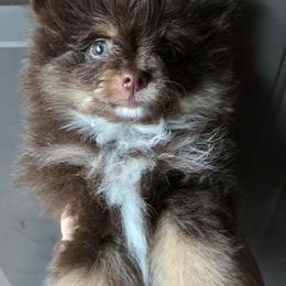 Pixie pup 3 BABY BEAR - Chocolate and tan male Pomeranian puppy in Carrollton, Georgia from B AND R'S POMERANIAN'S