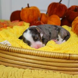 Wonder - Blue merle male Bernedoodle puppy in Fort Myers, Florida from Little Golden Farm