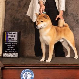 Shiba Inu from Kiamichi Shiba Inu