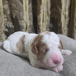 Girl 2 - Parti female Goldendoodle puppy in Austin, Texas from Doodles Fur Days