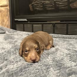 Brody - Chocolate and tan male Dachshund puppy in Stilwell, Oklahoma from B & K Dachshunds