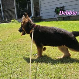 Debbie - Black and red female German Shepherd puppy in Cloverdale, Alabama from Vom Schönen Hera German Shepherds