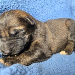Boy 2500 - Sable male German Shepherd puppy in Buckfield, Maine from Levesques German Shepherds