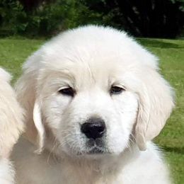 Golden Retriever Puppies from Costadoro Golden Retrievers