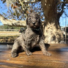 UKULELE - Merle male Goldendoodle puppy in Fruitland Park, Florida from Mount Doodles