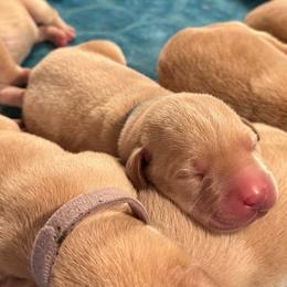 Ocean - Yellow male Labrador Retriever puppy in Rock Hill, South Carolina from North Star Retrievers
