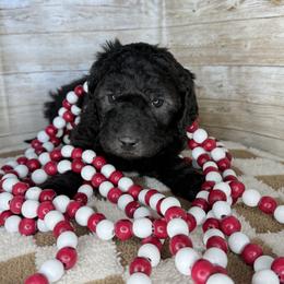 Drax - Black male Goldendoodle puppy in Litchfield, Connecticut from Gracie Doodles CT