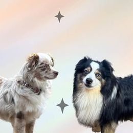 Toy Australian Shepherd puppies from Cherry Grove Kennel