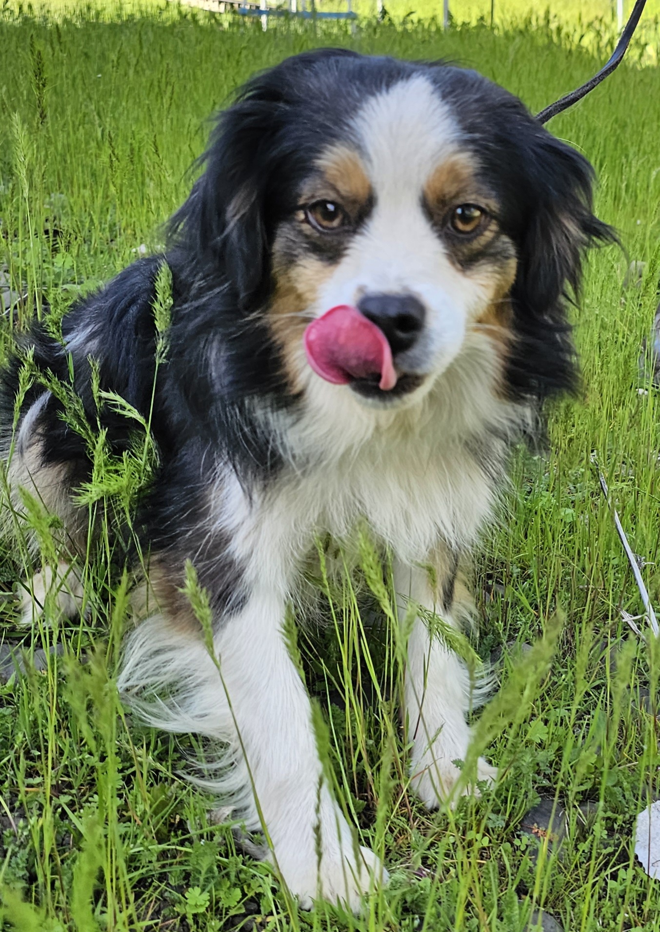 Amber - Toy Australian Shepherd