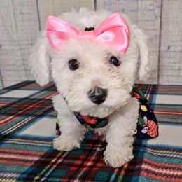 Lavender girl - White and buff female Bichon Frise puppy in Lavon, Texas from Sissy’s Heavenly Paws
