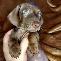 JAVA - Chocolate male Dachshund puppy in Swink, Oklahoma from Palali Farm