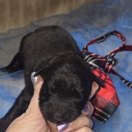 AKC Silver boy - Silver and gray male Bouvier des Flandres puppy in Marionville, Missouri from Sandbox Puppies