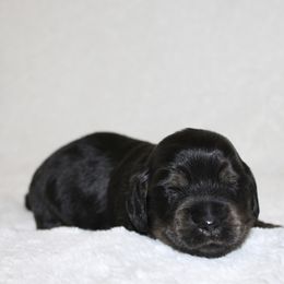 Lydia - Black and tan female Dachshund puppy in Fairfax, Iowa from Grayson’s Lovable Dachshunds