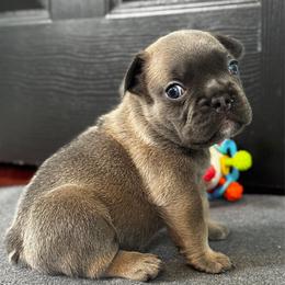 UNO - Liver male French Bulldog puppy in Gurnee, Illinois from Le Luxe Frenchies