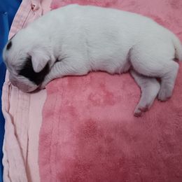 Boy 5 - white - White male Boxer puppy in Morriston, Florida from Like The Wind Boxers