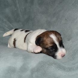 Edy Girl 1 - White and tan female Russell Terrier puppy in Middletown, Virginia from DBF Russell Terriers