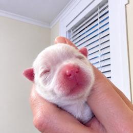 AKC Female Fully Health Tested Parents - White female Maltese puppy in Wilson, New York from Maltese By Valerie