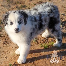 Miniature Australian Shepherd Puppies from Wigglebutts Unlimited