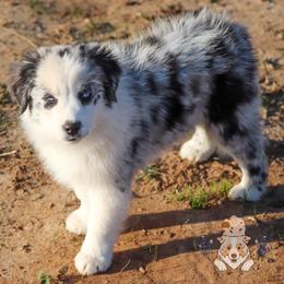 Miniature Australian Shepherd Puppies from Wigglebutts Unlimited