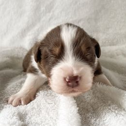 Australian Shepherd Puppies from Burdock Hill Australian Shepherds