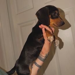 Raven - Black and tan female Dachshund puppy in Augusta, Georgia from Cherokee Hill Dachshunds