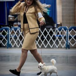 Chihuahua puppies from BlackGoldToyPoodles