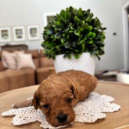 Cove - Red  male Goldendoodle puppy in Alamance County, North Carolina from Doodle Squad Puppies