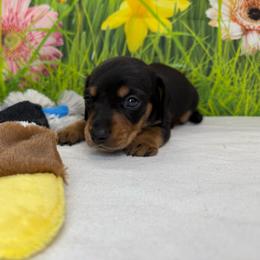 Goose - Black and tan male Dachshund puppy in Palm Bay, Florida from Anastasia’s Royal Weenies