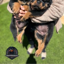 Rottweiler Puppies from Von Der Hing Rottweilers