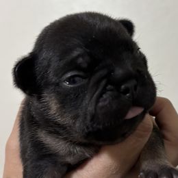 Zuko - Black and tan male French Bulldog puppy in Greenville, Texas from Lisa's French Bulldogs