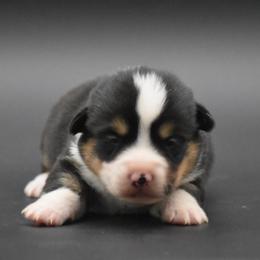 Black Male - Black and tan male Pembroke Welsh Corgi puppy in Kansas City, Missouri from Willow Creek Corgis