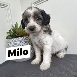 Milo - Parti Goldendoodle puppy in Palestine, Texas from KK's Doodle Bunch