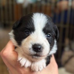 BooBoo - Black tri-color female Australian Shepherd puppy in Rapid River, Michigan from Echolight Australian Shepherds