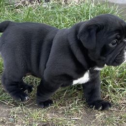 Bulldog and German Shorthaired Pointer Puppies from LyonHeart