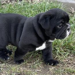 Bulldog and German Shorthaired Pointer Puppies from LyonHeart