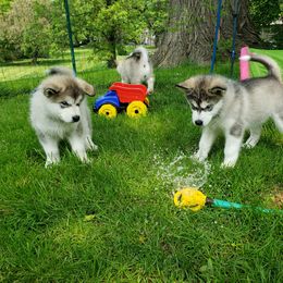 Alaskan Malamute Puppies from Delphi Alaskan Malamutes