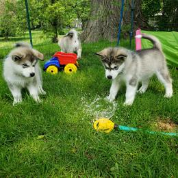Alaskan Malamute Puppies from Delphi Alaskan Malamutes