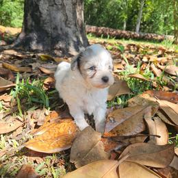 Toy Bentley - Blue merle male Aussiedoodle puppy in Doerun, Georgia from Twig & Tail Puppies