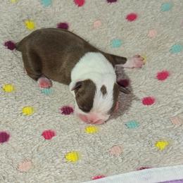Charlotte Flair - Red female Boston Terrier puppy in Millers Creek, North Carolina from Tumbling Shoals Hilltop Bostons