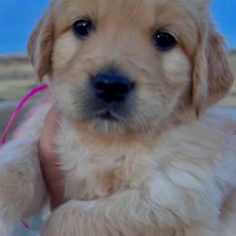 Golden Retriever Puppies from Golden Retrievers by Tiffany Ruthy
