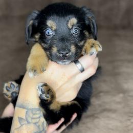Remington - Black tri female Miniature Australian Shepherd puppy in Queen Creek, Arizona from Arizona Aussies